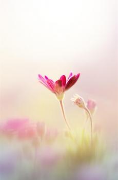 朦胧美清新花卉合集-5