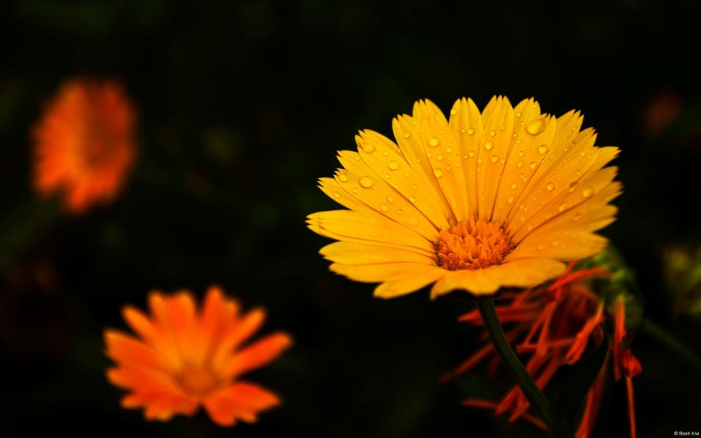 大自然的声音花蕾花瓣图片