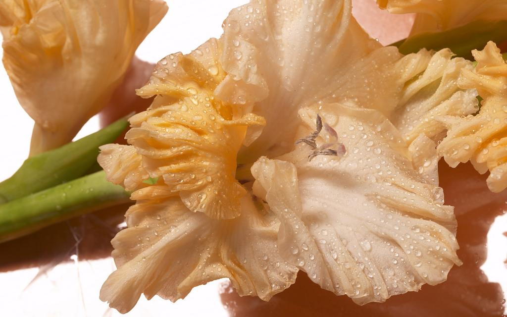 超大优美鲜花特写