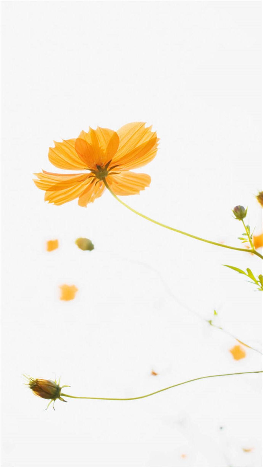 春天唯美鲜花,高清图片,手机锁屏桌面-壁纸族