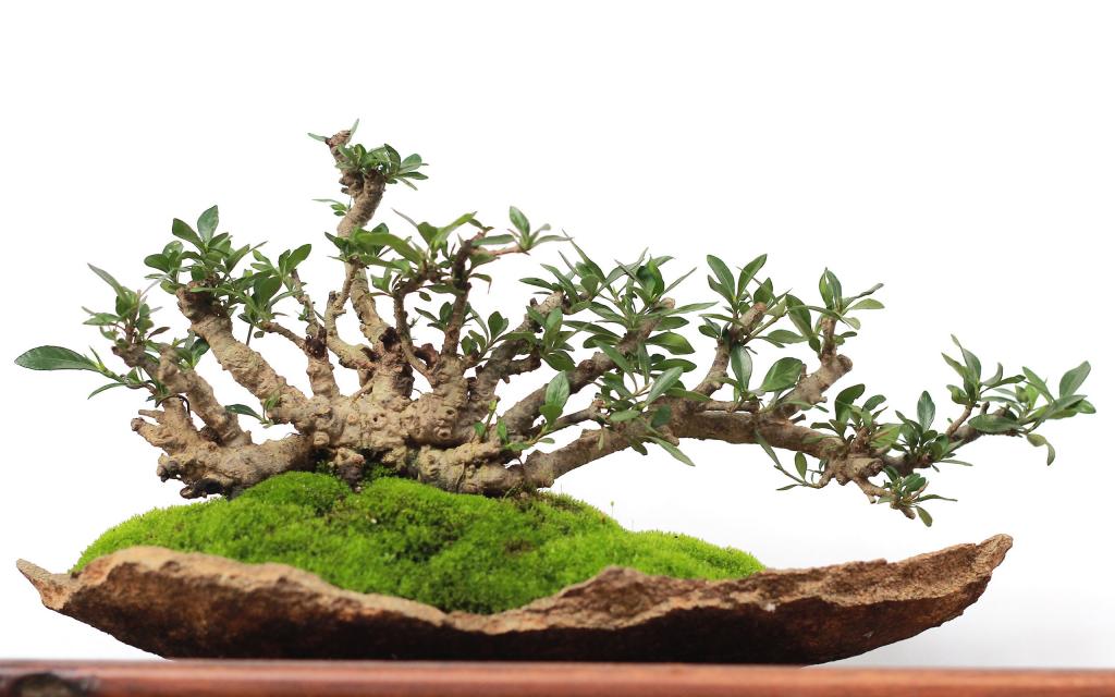 绿色观赏植物盆栽