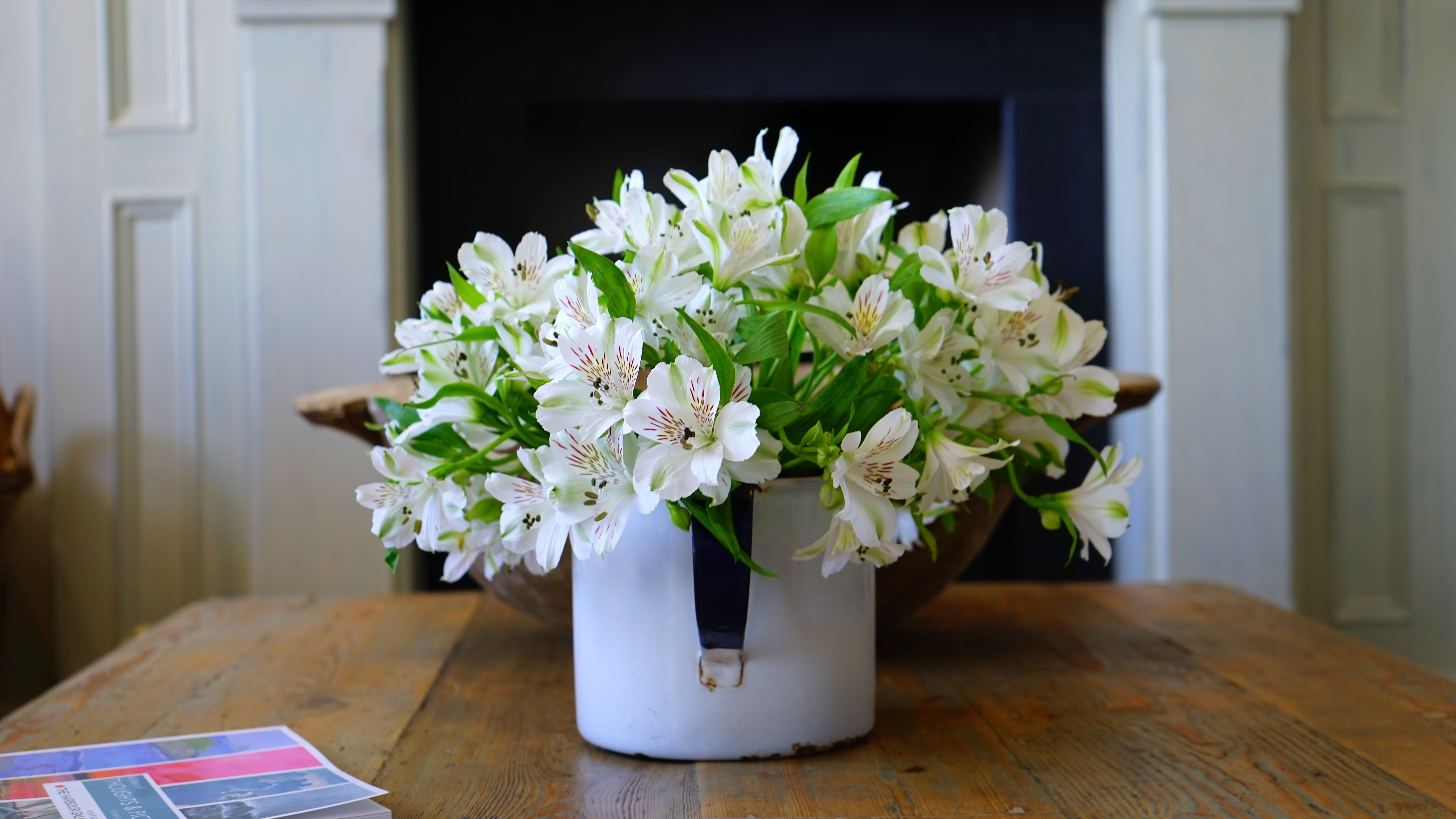 超强人气的办公室植物,高清图片,电脑桌面-壁纸族