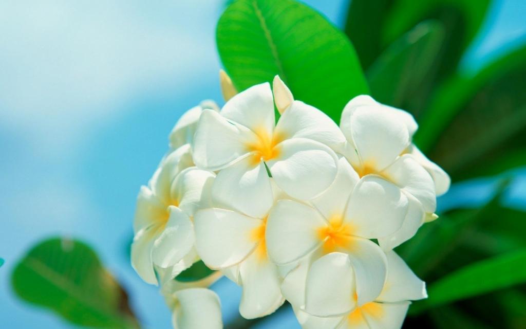 清新艳丽的花朵