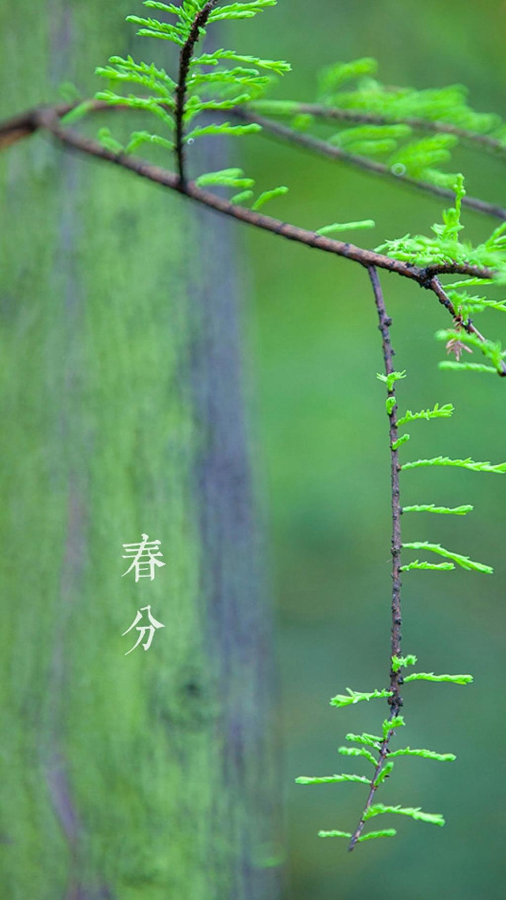 春分,是二十四节气之一