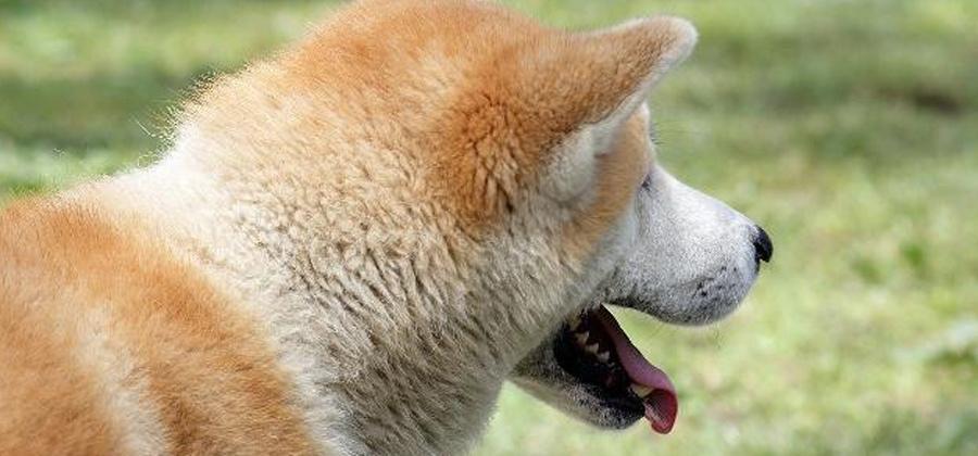 温顺可爱的秋田犬