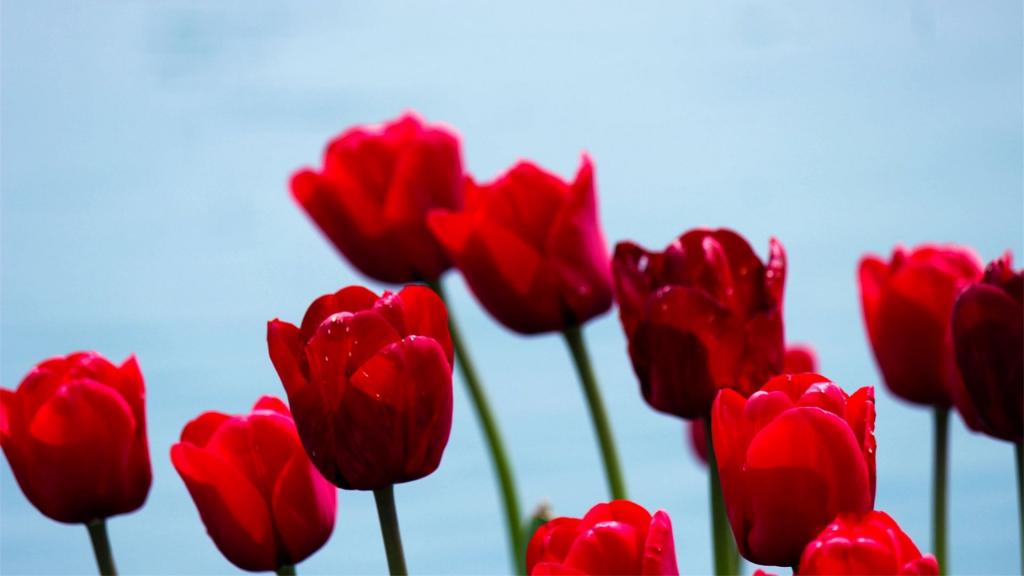 优雅高贵郁金香