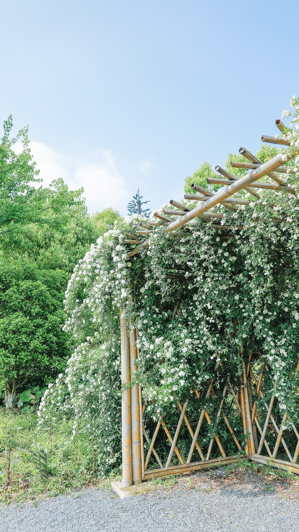 夏日小清新美丽风景