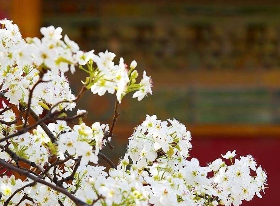 故宫承乾宫梨花盛开