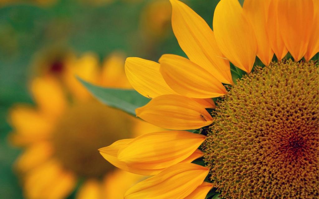 向日葵高清特写图片