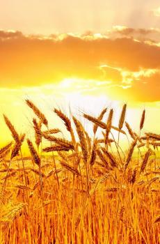 金秋夕阳唯美风景-6