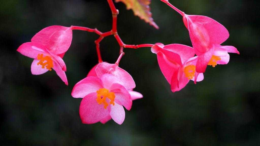 娇艳欲滴的四季海棠