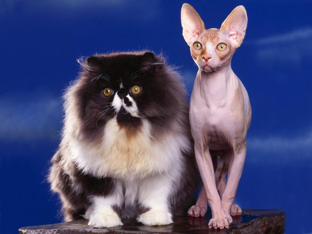 圣诞夜猫咪写真
