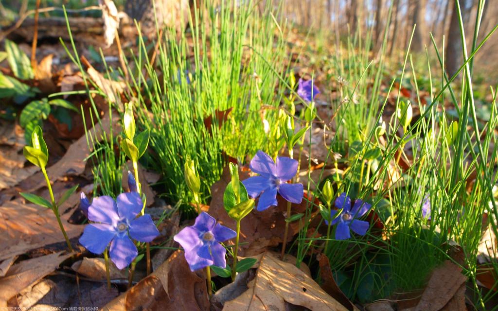美丽的长春花