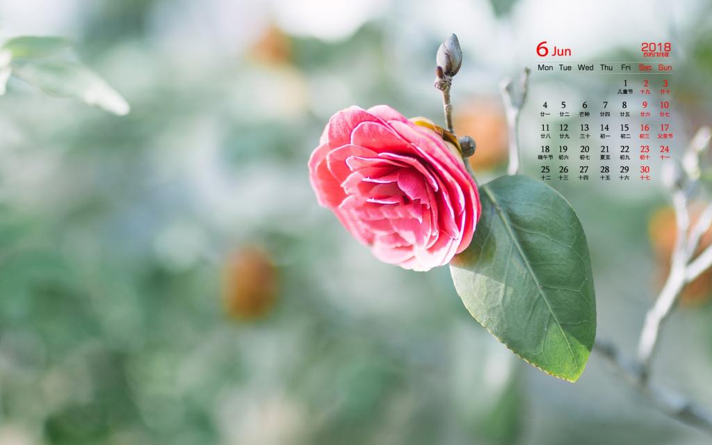 2018年6月小清新植物日历