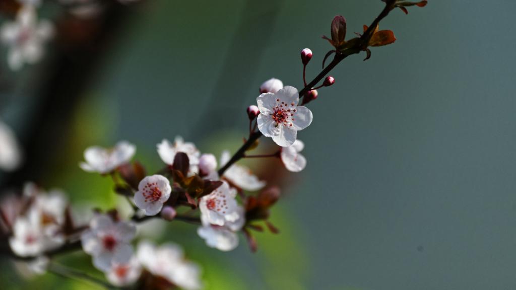 紫叶李(红叶李)