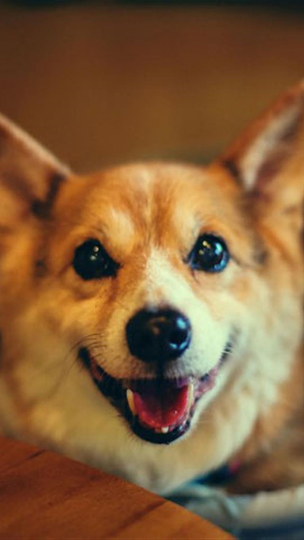 可爱的萌宠柯基狗狗