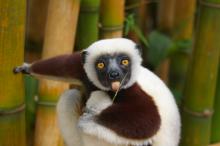 世界各地动物图片