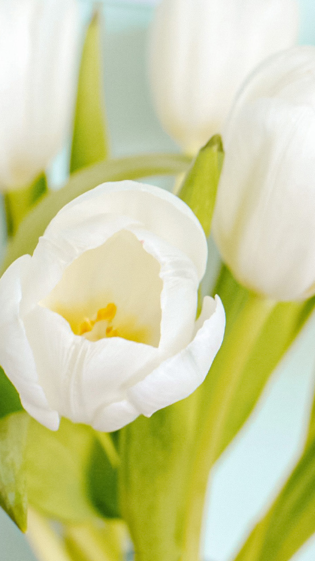 郁金香自然清新摄影