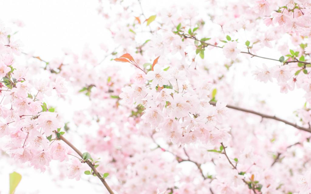 武汉大学樱花大道