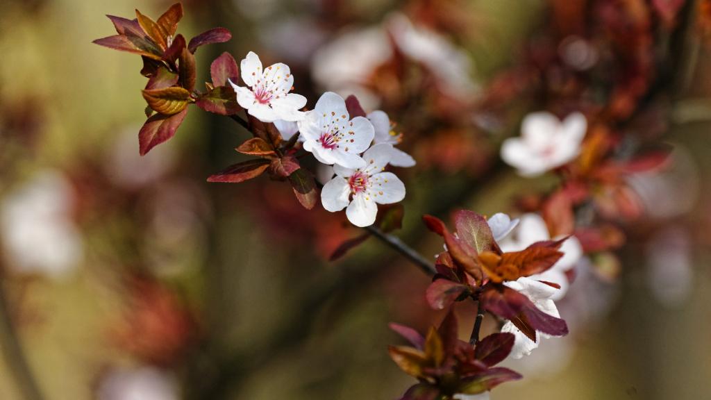 紫叶李(红叶李)