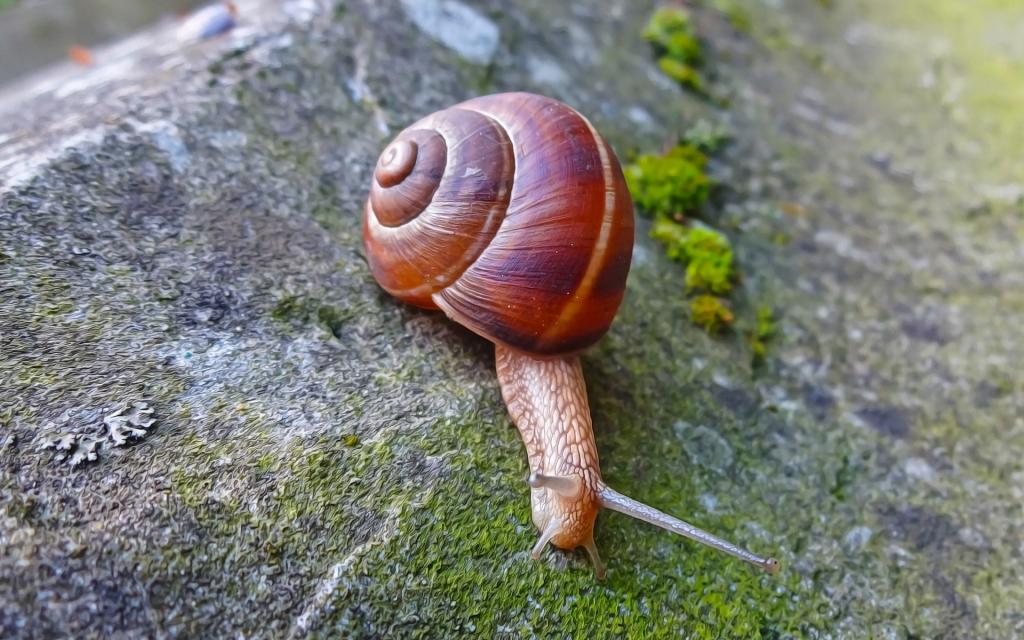 蜗牛微距摄影写真