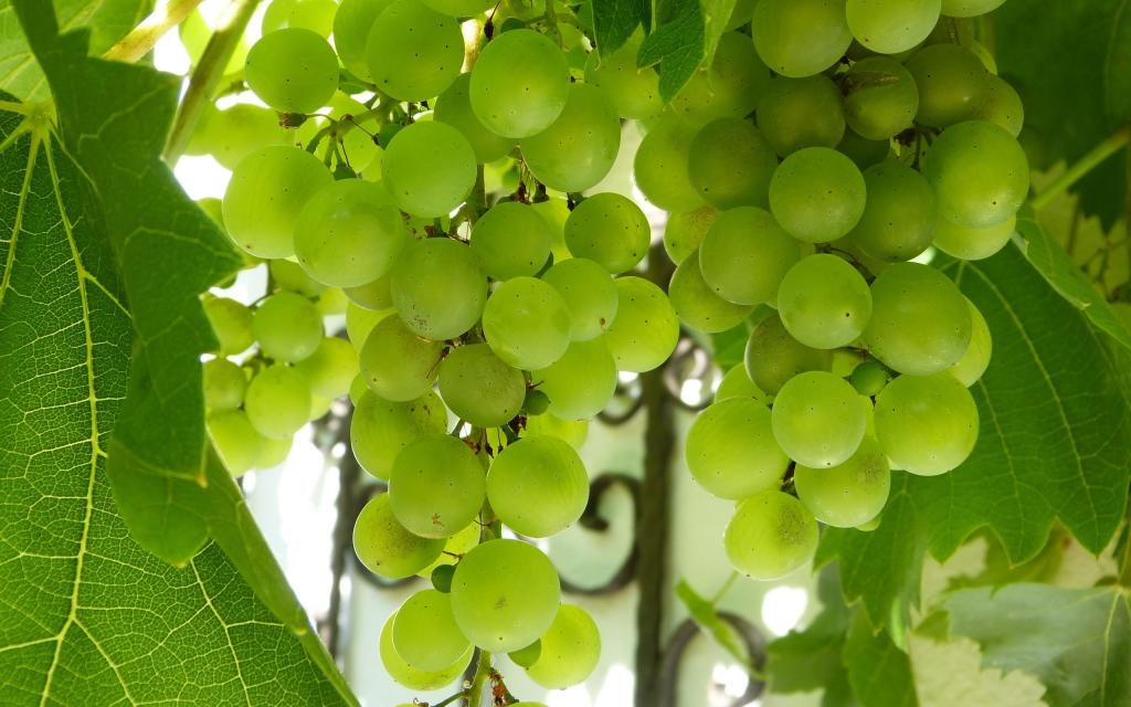 绿色葡萄