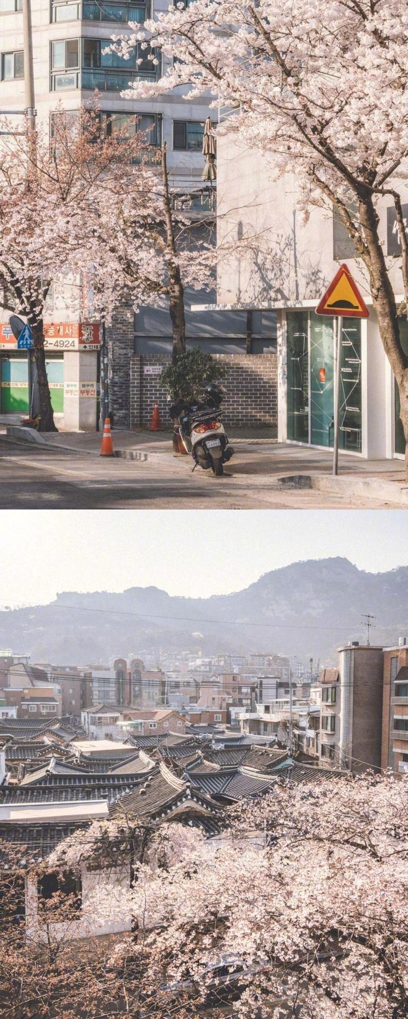 樱花时节小镇日系唯美文艺小清新摄影