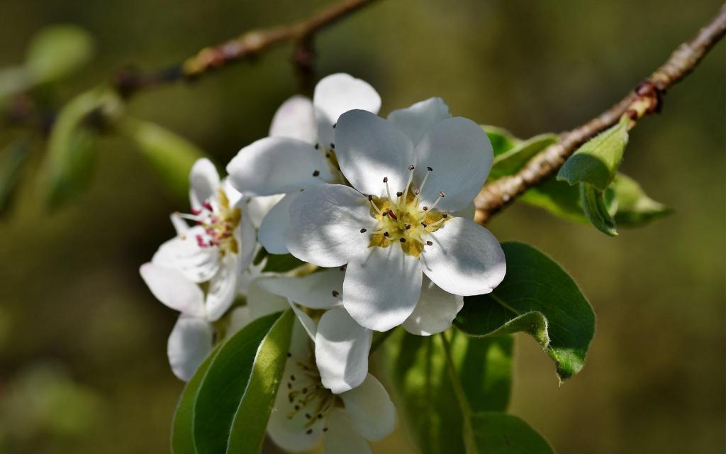 清新唯美梨花盛开微距摄影
