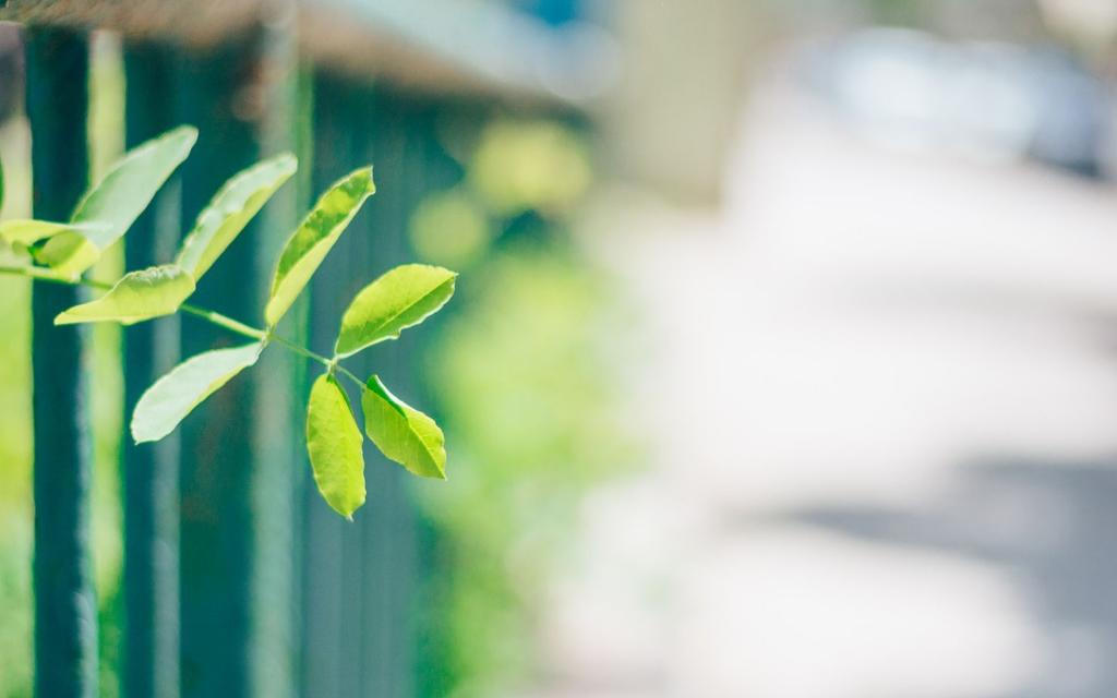 护眼的小清新背景