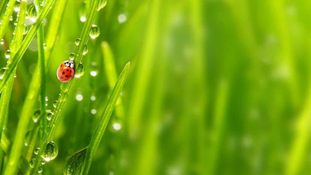 七星瓢虫与露水