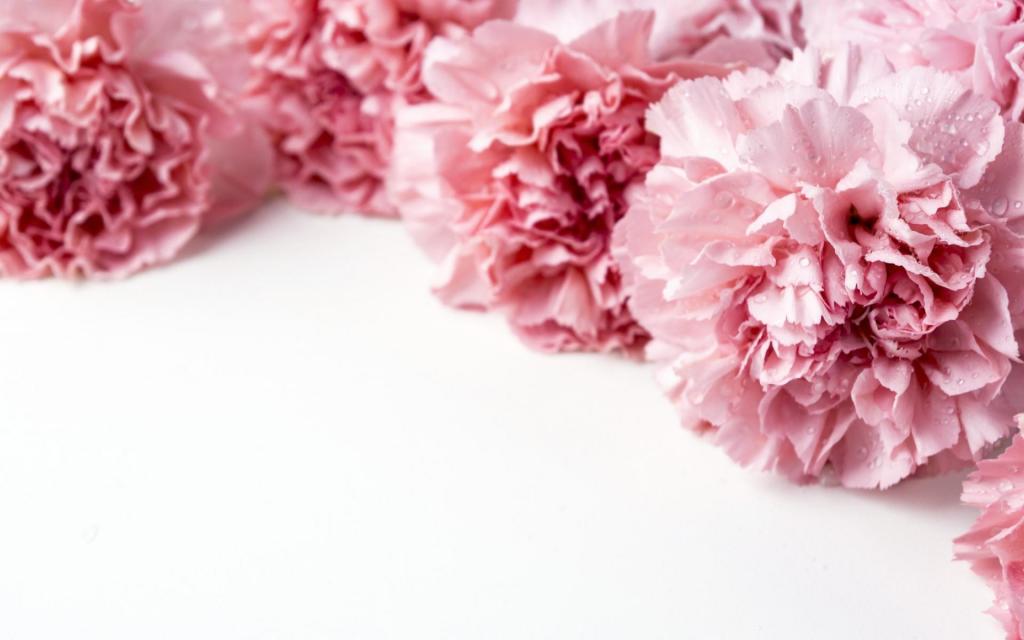 教师节送出最好的礼物康乃馨