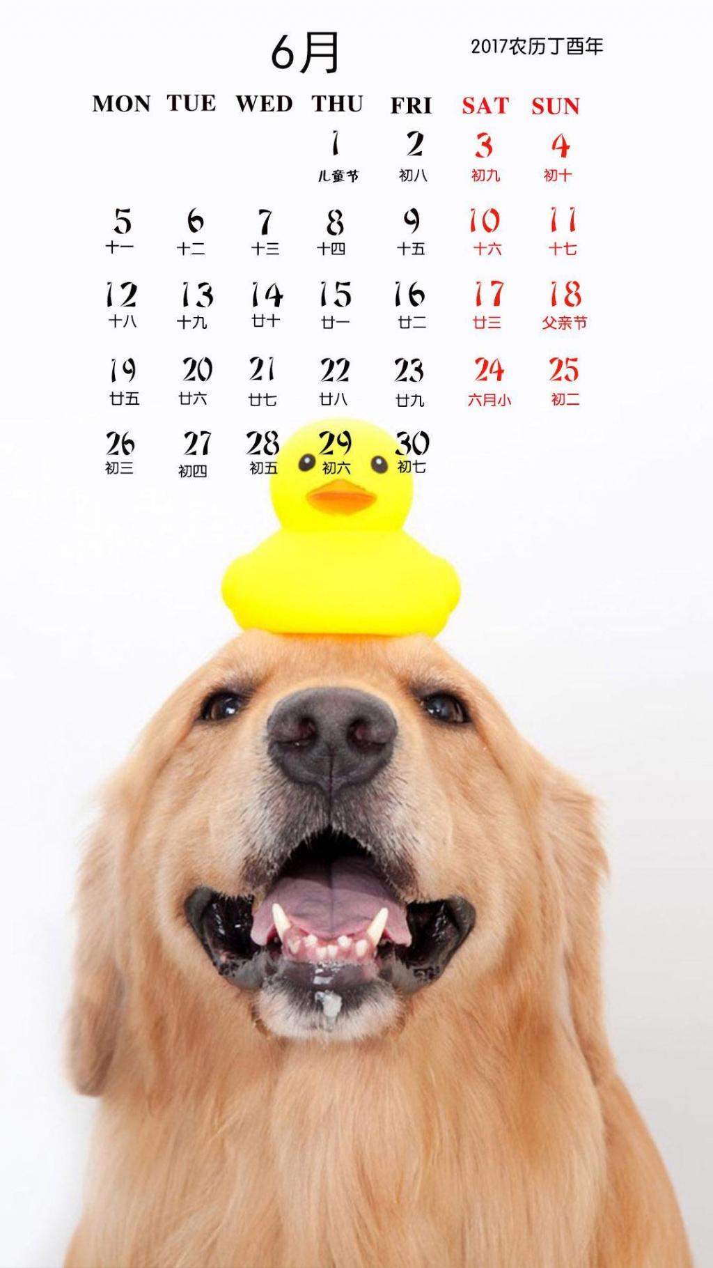 可爱金毛犬6月日历