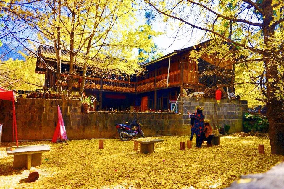 云南腾冲银杏村