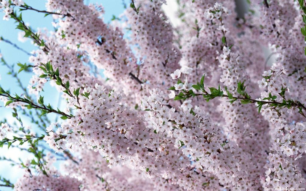 桃花烂漫