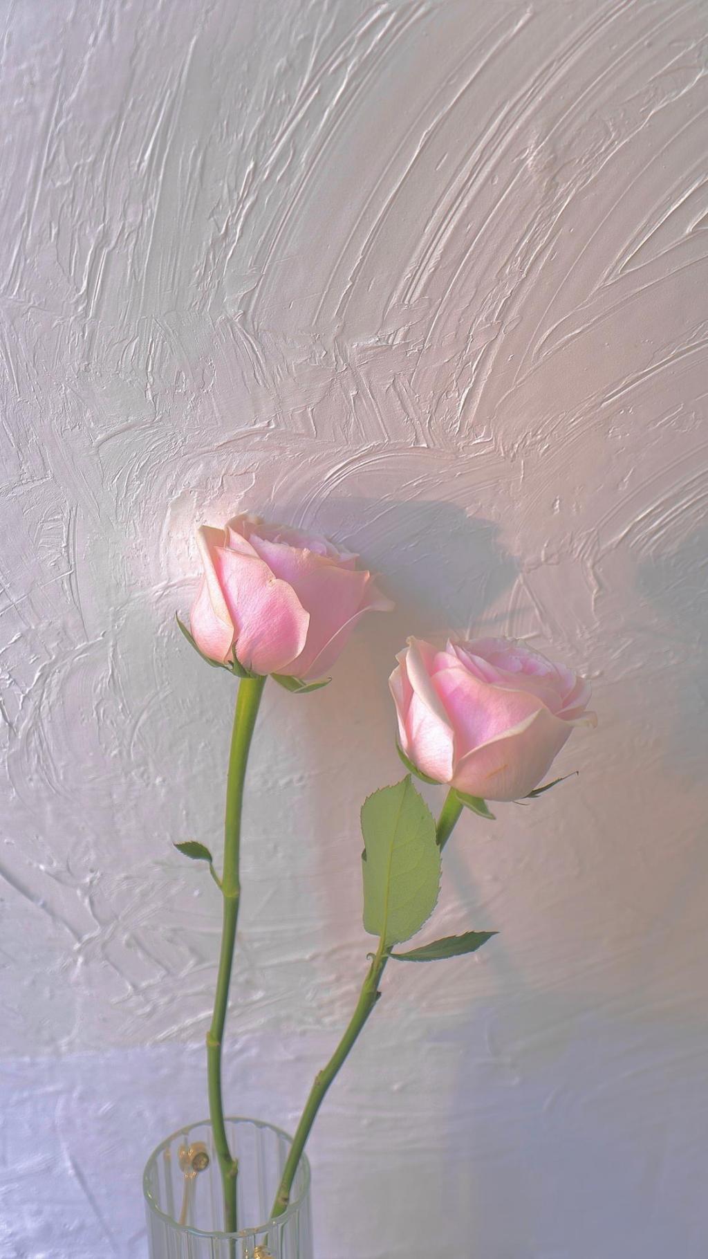 浪漫少女心粉色月季