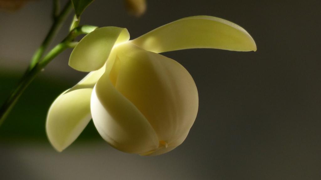 夜合花(夜香木兰)图片