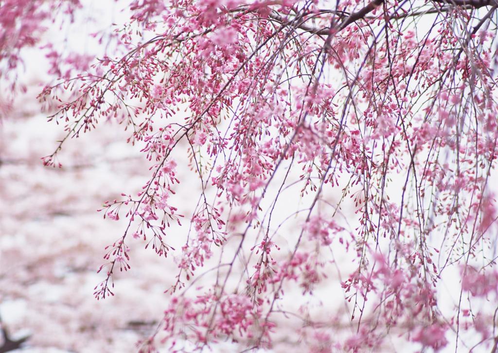 桃花烂漫