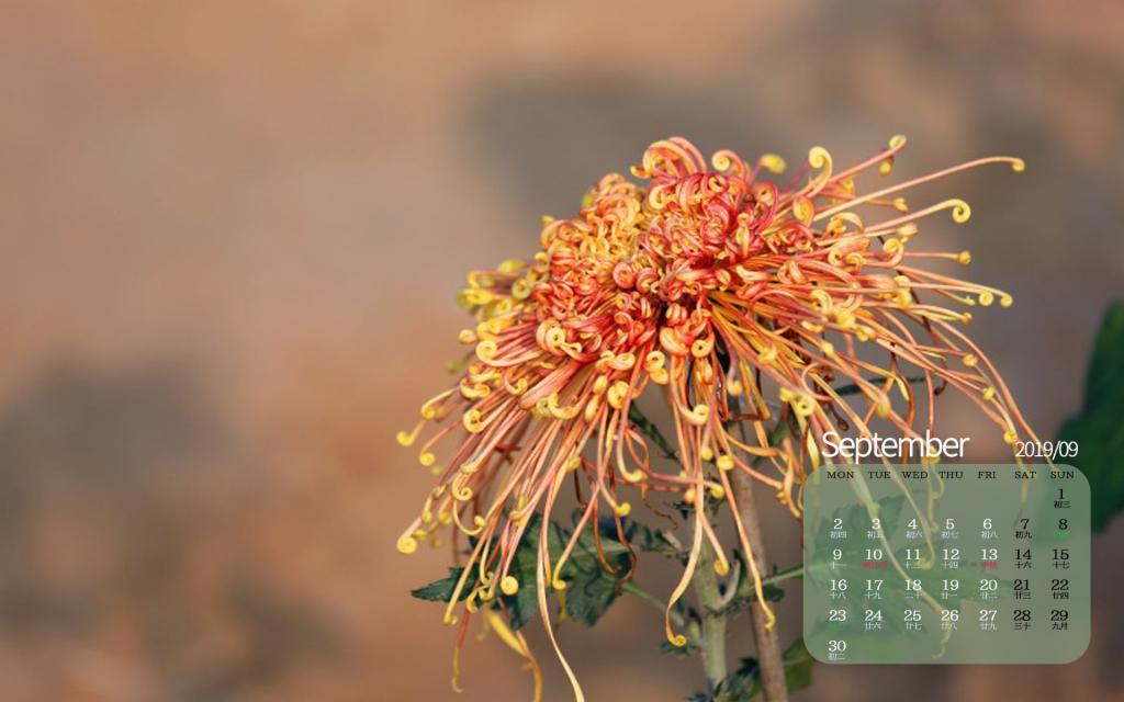 2019年9月昂首怒放的菊花日历