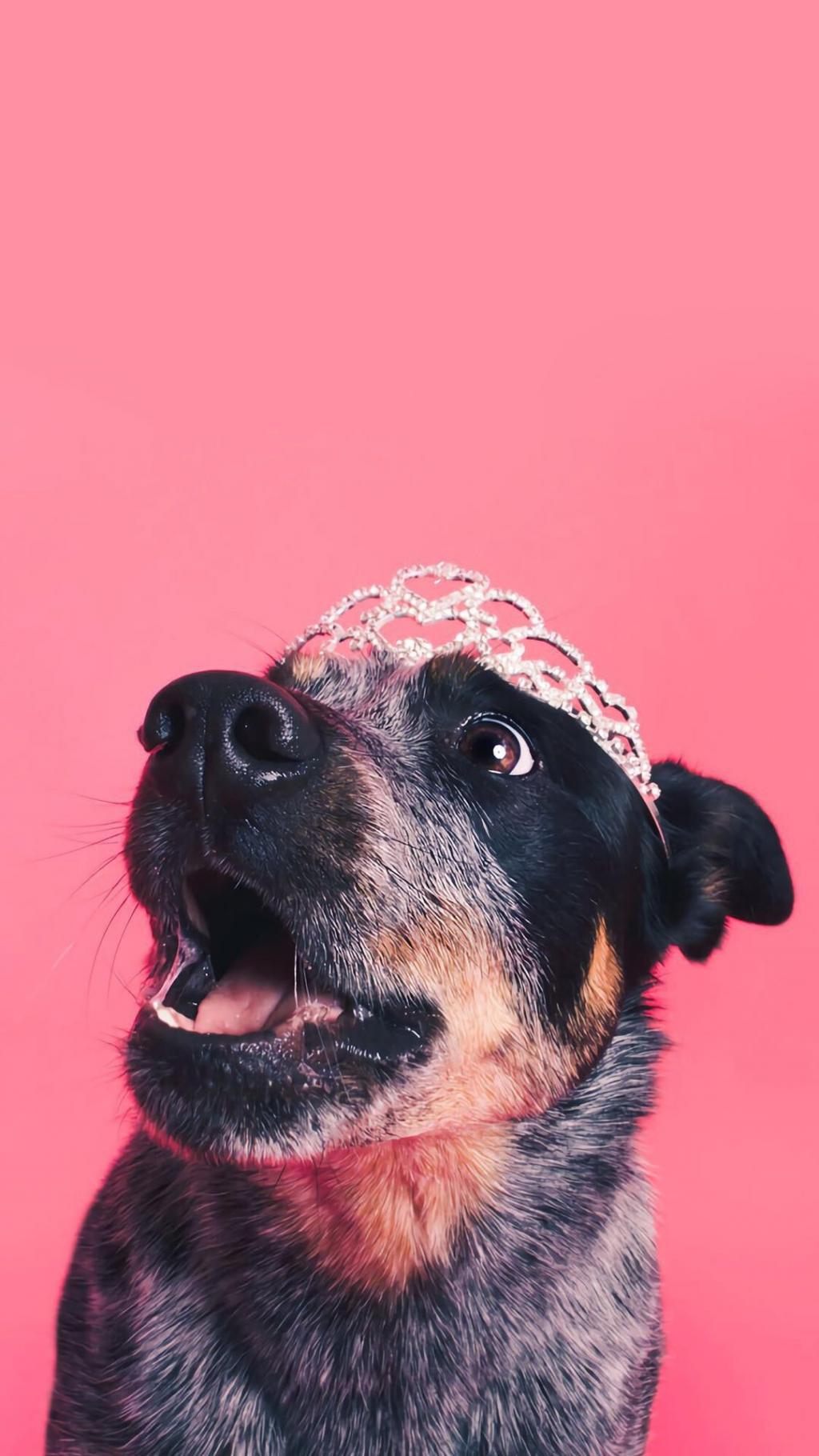 戴着皇冠的狗狗