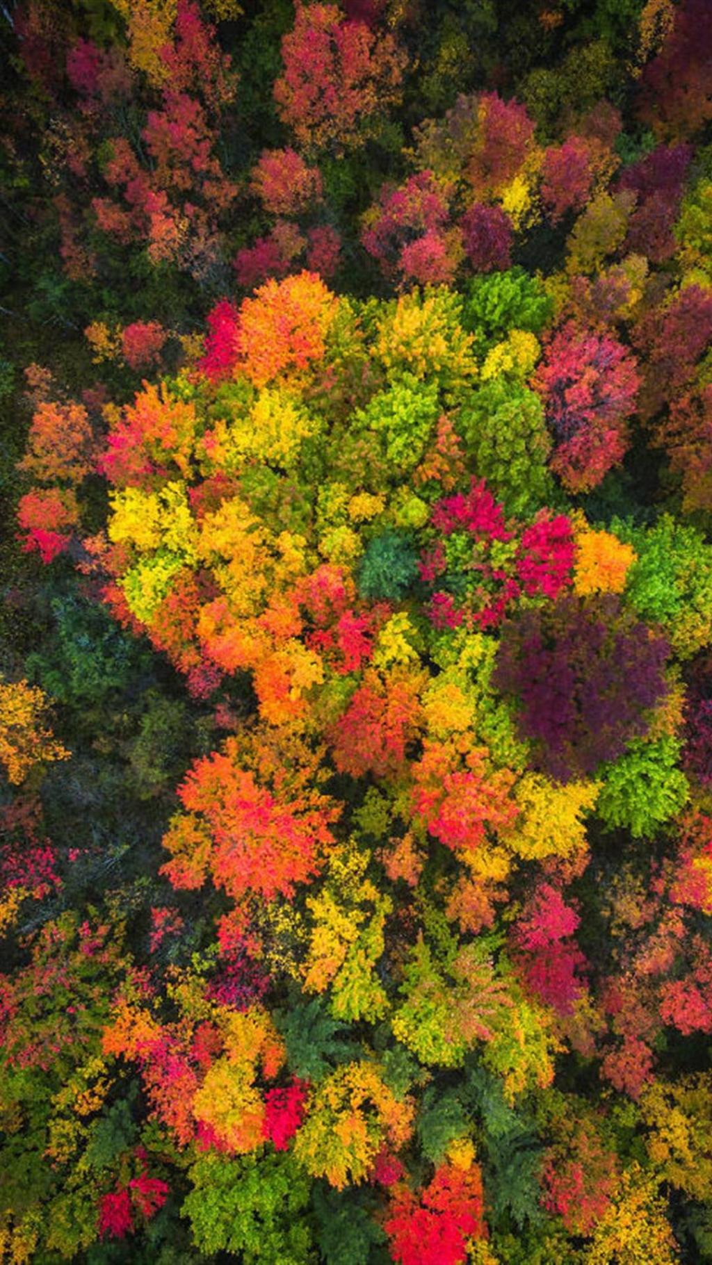 浪漫唯美航拍秋景
