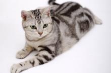 美国短毛猫写真