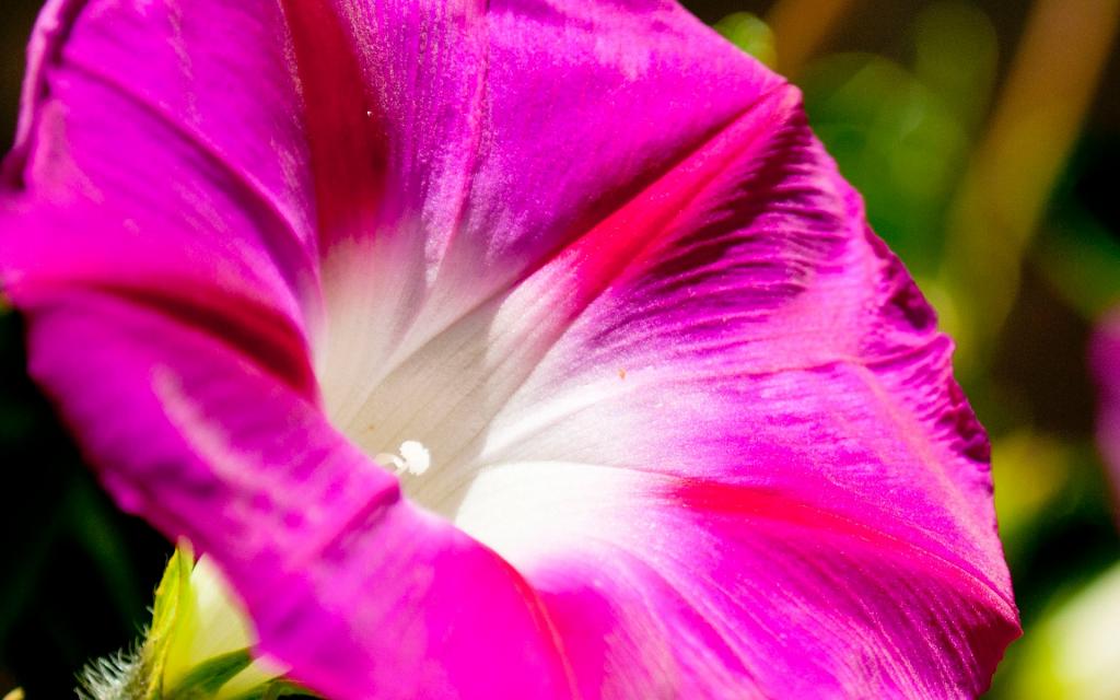 牵牛花高清图片