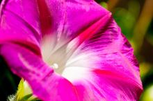 牵牛花高清图片