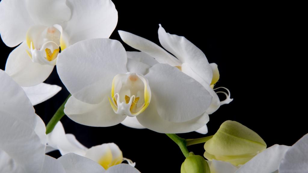 白色蝴蝶兰
