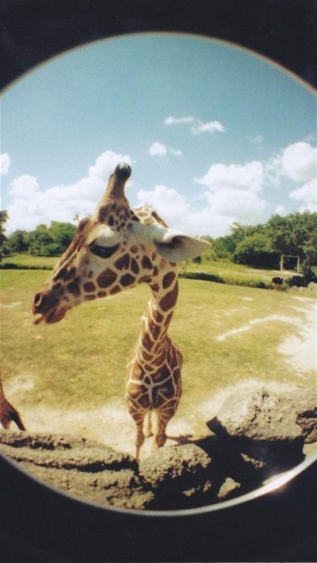 个性长颈鹿锁屏