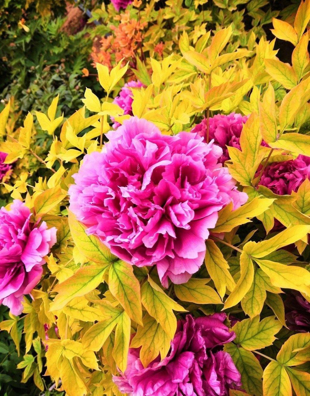 南京千亩牡丹盛开