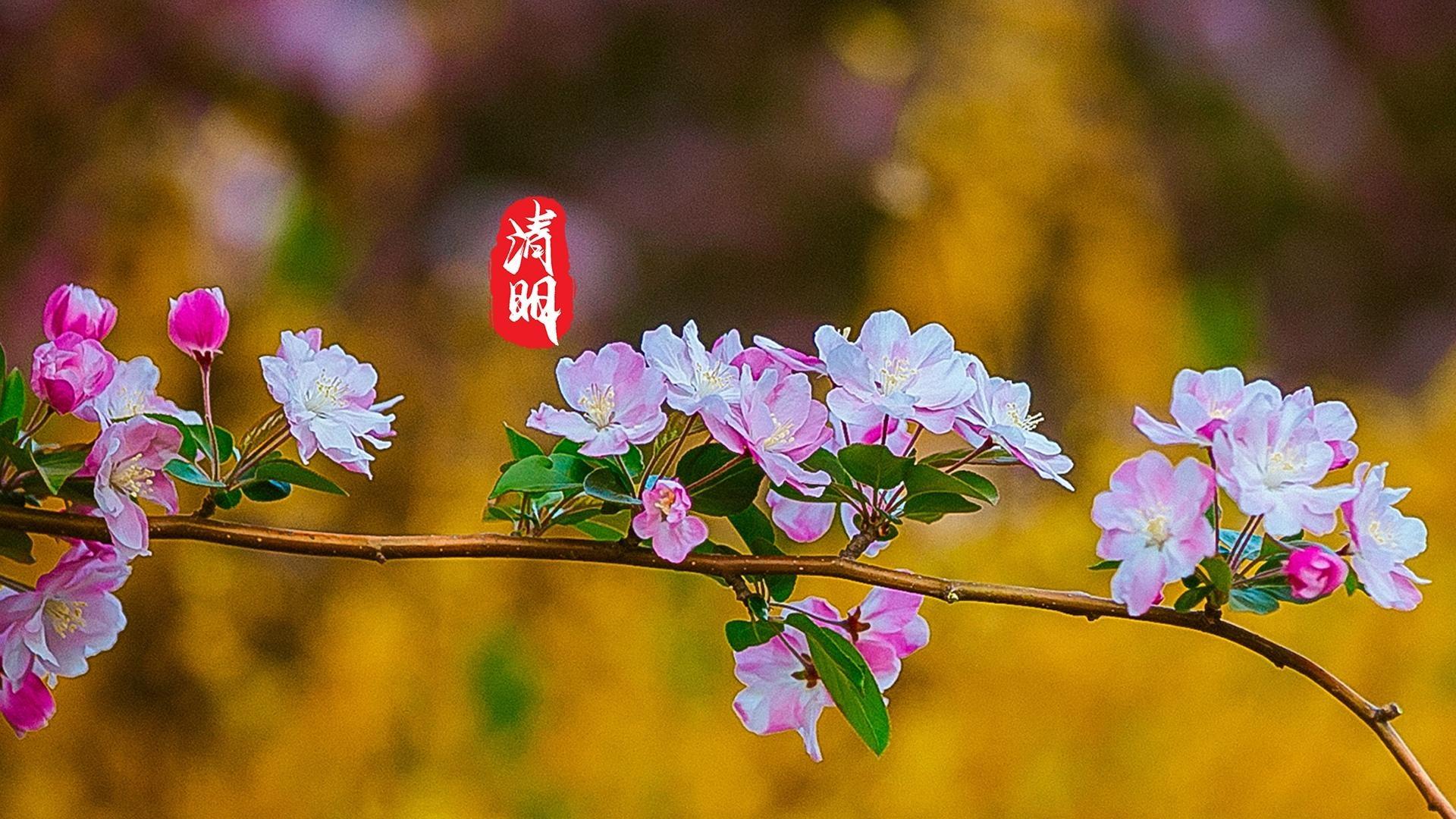 小清新唯美清明时节到来