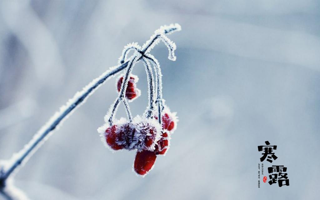 霜叶飘散寒露至