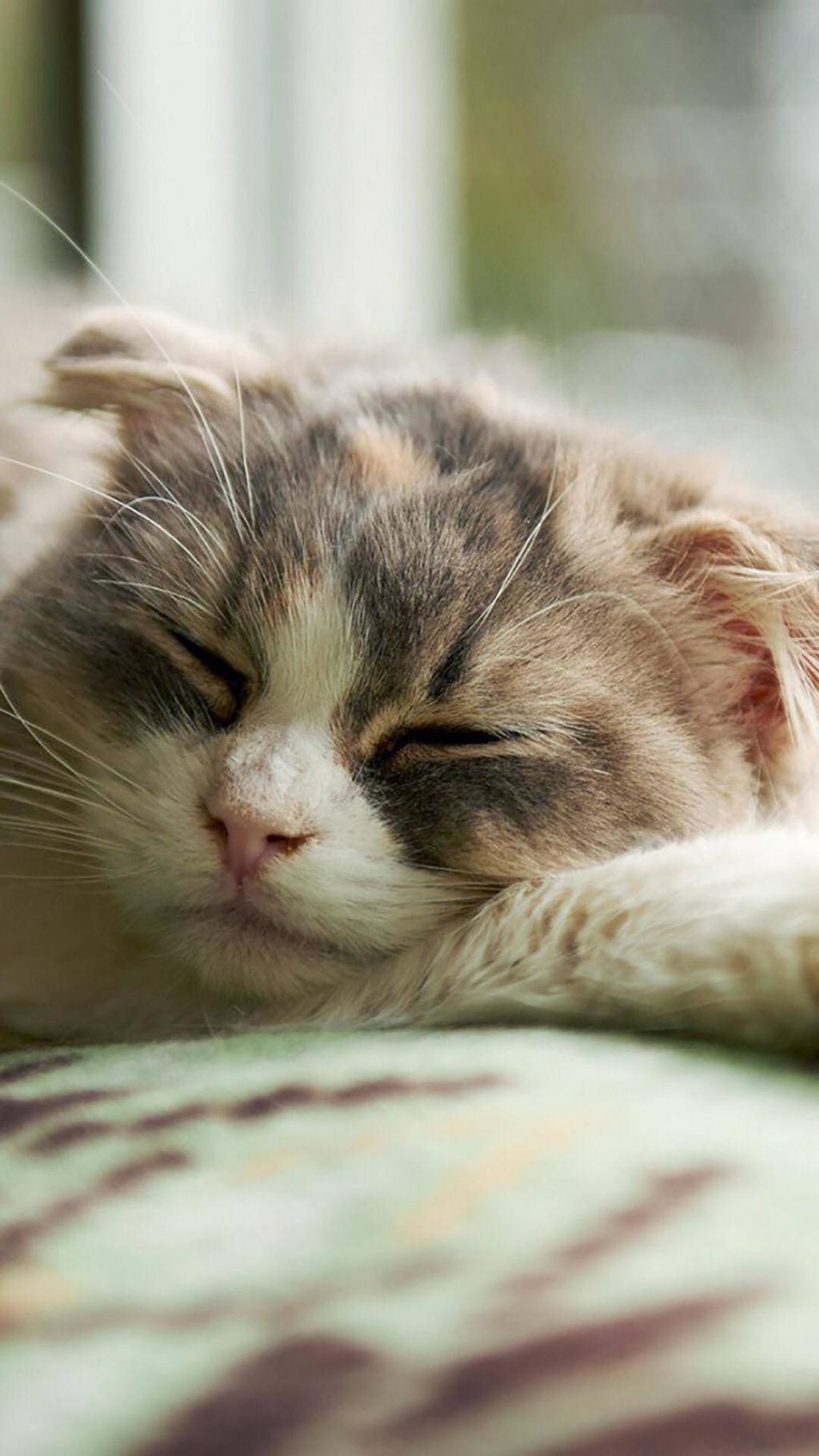 可爱萌物小猫咪