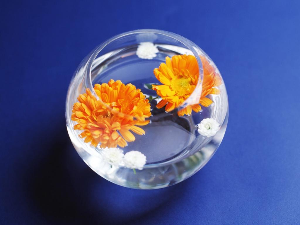 绚丽鲜花特写